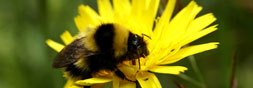 bumblebee